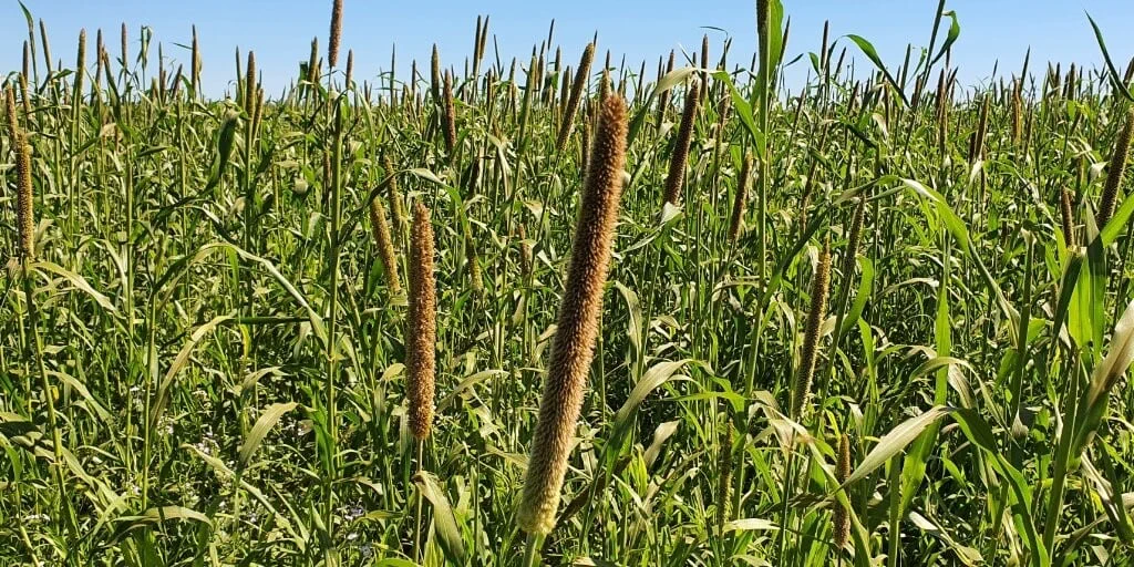 Lavoura de milheto em ponto de colheita
