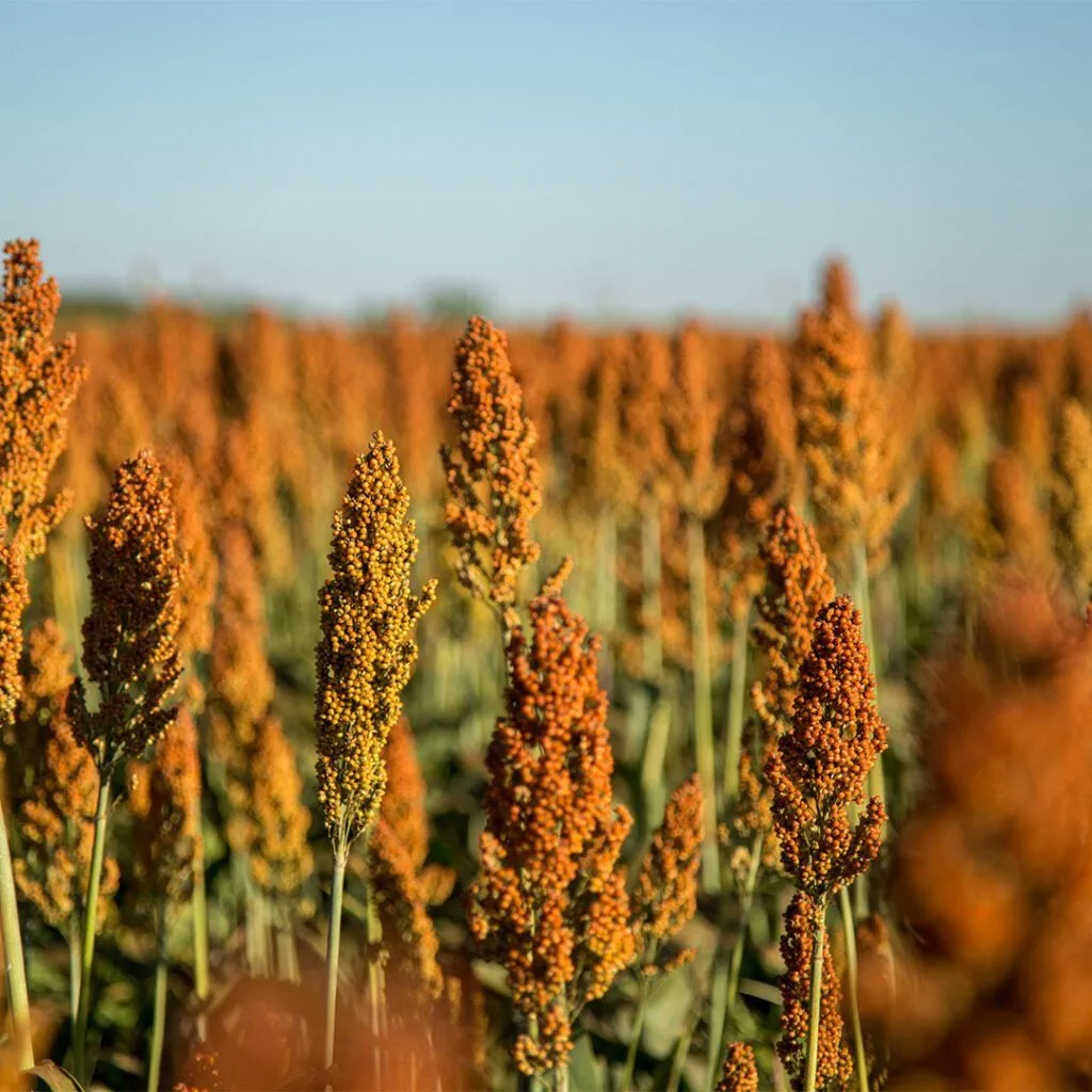 Lavoura de sorgo granífero com as panículas maduras